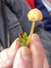 Galerina heterocystis