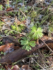 Delphinium menziesii
