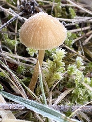 Galerina heterocystis