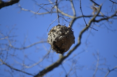 Dolichovespula maculata