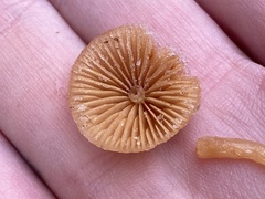 Galerina heterocystis
