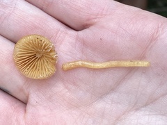 Galerina heterocystis