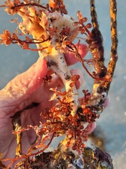 Botryocladia occidentalis