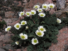 Callianthemum alatavicum
