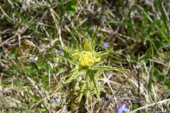 Castilleja coccinea