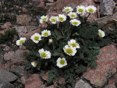 Callianthemum alatavicum