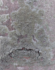 Hyperphyscia adglutinata