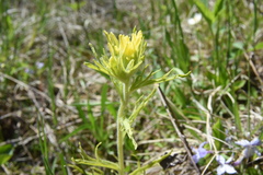 Castilleja coccinea