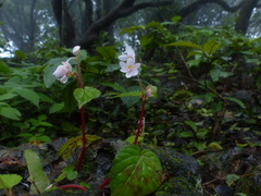 Begonia crenata
