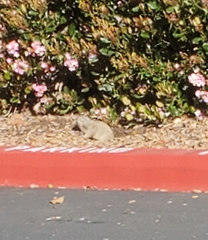 Otospermophilus beecheyi