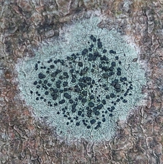 Lecidella elaeochroma