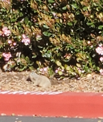 Otospermophilus beecheyi