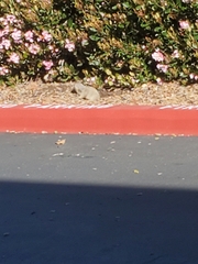 Otospermophilus beecheyi