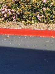 Otospermophilus beecheyi