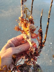 Botryocladia occidentalis