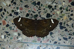 Erebus hieroglyphica