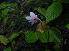 Begonia crenata