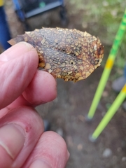 Coccomyces dentatus