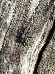 Menemerus taeniatus