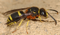 Meloe proscarabaeus
