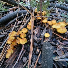 Xeromphalina