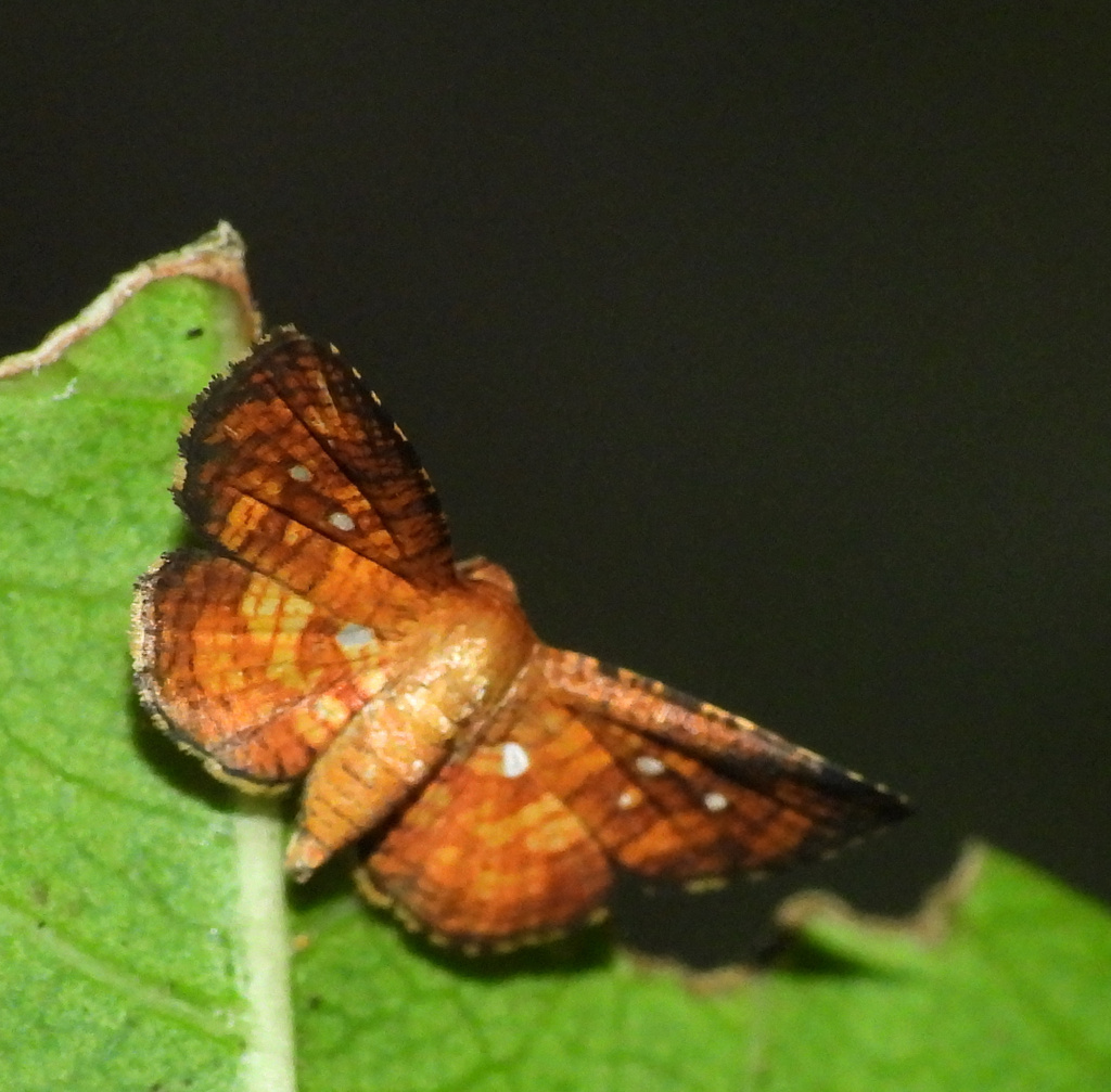 Mathoris vocata