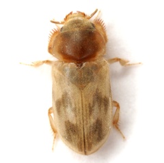 Heterocerus intermuralis