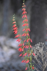 Penstemon barbatus