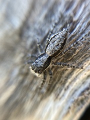 Menemerus taeniatus