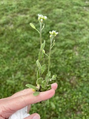 Tomostima platycarpa