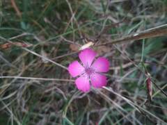 Dianthus seguieri