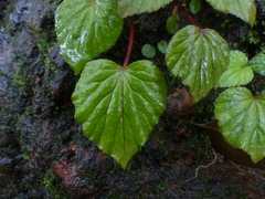 Begonia crenata