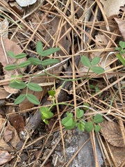 Stylosanthes biflora
