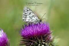 Melanargia lucasi