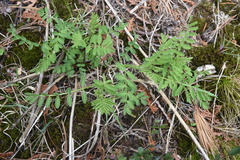 Astragalus neglectus