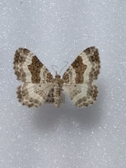 Epirrhoe rivata