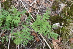 Astragalus neglectus