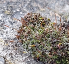 Tortula muralis
