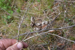 Astragalus neglectus