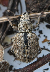 Strophosoma melanogrammum
