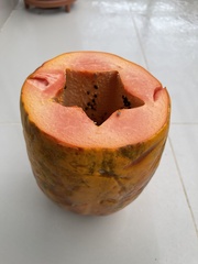 Carica papaya