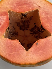 Carica papaya
