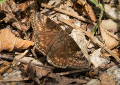 Erynnis baptisiae