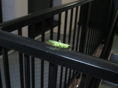 Parvarhynchus japonicus