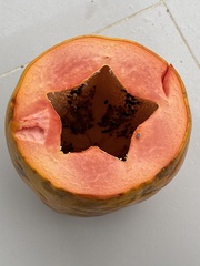 Carica papaya
