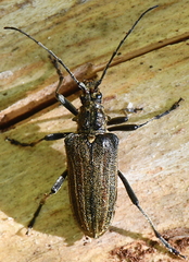 Oxymirus cursor
