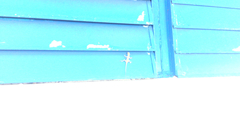 Anolis