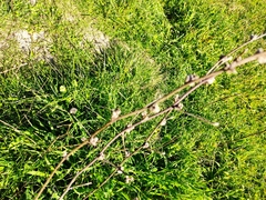 Cichorium intybus