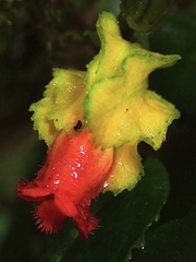 Drymonia tenuis