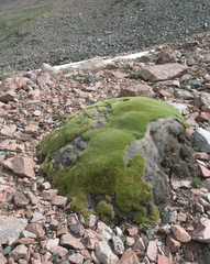 Thylacospermum caespitosum